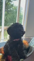 Lotto, a female Poodle - Toy  for sale in Providence Forge, VA – 2 of 2