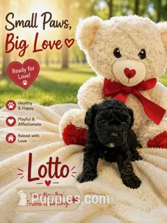 Lotto – Poodle - Toy  puppy for sale in Providence Forge, VA
