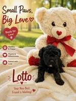 Lotto, a female Poodle - Toy  for sale in Providence Forge, VA – 1 of 2