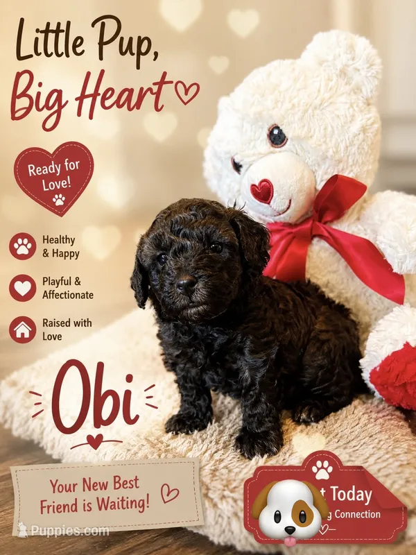 Obi – Poodle - Toy  puppy for sale in Providence Forge, VA
