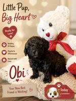 Obi, a male Poodle - Toy  for sale in Providence Forge, VA – 1 of 4