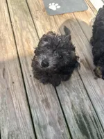 Obi, a male Poodle - Toy  for sale in Providence Forge, VA – 5 of 6