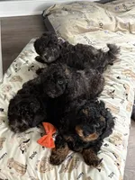 MJ, a male Poodle - Toy  for sale in Providence Forge, VA – 2 of 3