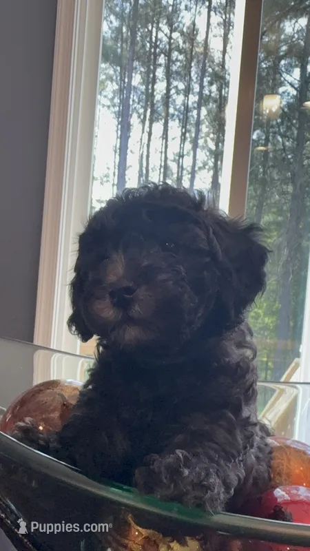 Obi – Poodle - Toy  puppy for sale in Providence Forge, VA