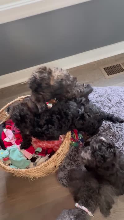Obi, a male Poodle - Toy  for sale in Providence Forge, VA – 6 of 6