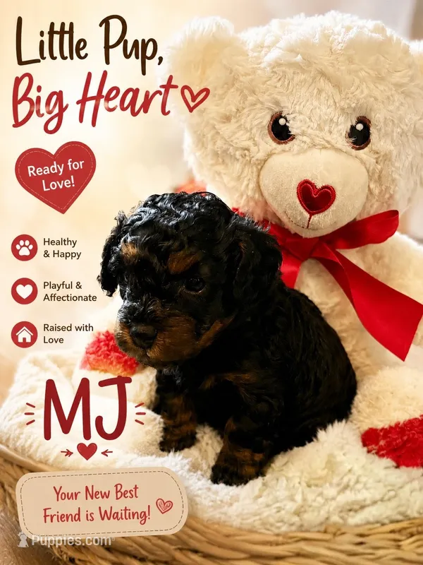 MJ – Poodle - Toy  puppy for sale in Providence Forge, VA