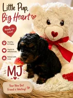 MJ, a male Poodle - Toy  for sale in Providence Forge, VA – 1 of 3
