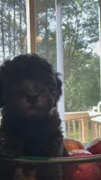 Obi, a male Poodle - Toy  for sale in Providence Forge, VA – 4 of 4