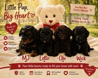 Wick, a male Poodle - Toy  for sale in Providence Forge, VA – 2 of 3
