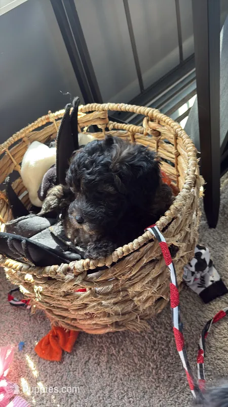 Wick – Poodle - Toy  puppy for sale in Providence Forge, VA