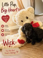 Wick, a male Poodle - Toy  for sale in Providence Forge, VA – 1 of 3