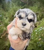 Adrianna, a female Miniature Schnauzer for sale in Albuquerque, NM – Photo 1 of 2