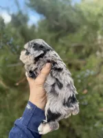 Adrianna, a female Miniature Schnauzer for sale in Albuquerque, NM – Photo 2 of 2