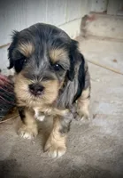 Merle Girl, a female Miniature Schnauzer for sale in Albuquerque, NM – 5 of 5