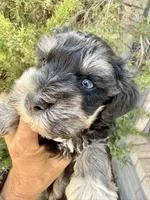 Blue eye male, a male Miniature Schnauzer for sale in Albuquerque, NM – 3 of 3