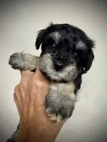Phantom Girl (AKC Registered), a female Miniature Schnauzer for sale in Albuquerque, NM – 3 of 3