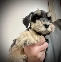 Male, a male Miniature Schnauzer for sale in Albuquerque, NM – Photo 6 of 6