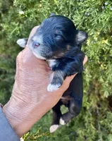 Male, a male Miniature Schnauzer for sale in Albuquerque, NM – Photo 5 of 6