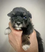 Male, a male Miniature Schnauzer for sale in Albuquerque, NM – Photo 4 of 6