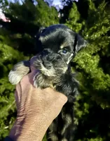 Male, a male Miniature Schnauzer for sale in Albuquerque, NM – Photo 2 of 6