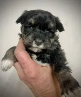 Male, a male Miniature Schnauzer for sale in Albuquerque, NM – Photo 3 of 6