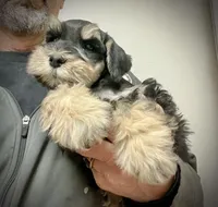 Male, a male Miniature Schnauzer for sale in Albuquerque, NM – Photo 1 of 6