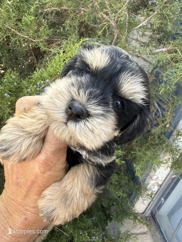 Phantom Girl – Miniature Schnauzer puppy for sale in Albuquerque, NM
