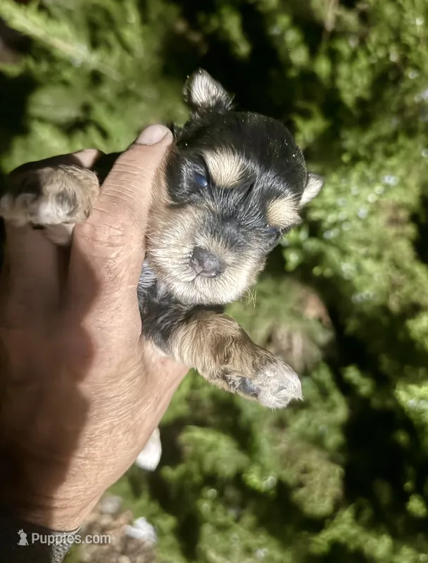 Phantom Girl – Miniature Schnauzer puppy for sale in Albuquerque, NM