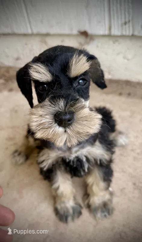 Phantom girl – Miniature Schnauzer puppy for sale in Albuquerque, NM