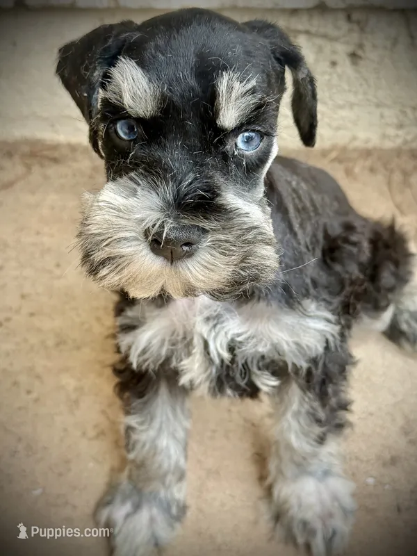 Blue eye male – Miniature Schnauzer puppy for sale in Albuquerque, NM