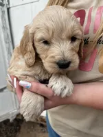 Max, a male Goldendoodle for sale in Albuquerque, NM – Photo 2 of 4