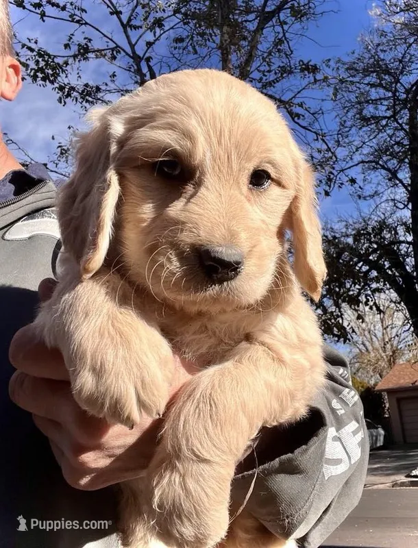 Max, a male Goldendoodle for sale in Albuquerque, NM – Photo 1 of 4