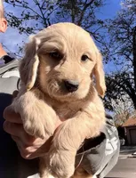 Max, a male Goldendoodle for sale in Albuquerque, NM – Photo 1 of 4