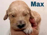 Max, a male Goldendoodle for sale in Albuquerque, NM – Photo 4 of 4