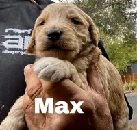 Max, a male Goldendoodle for sale in Albuquerque, NM – Photo 3 of 4