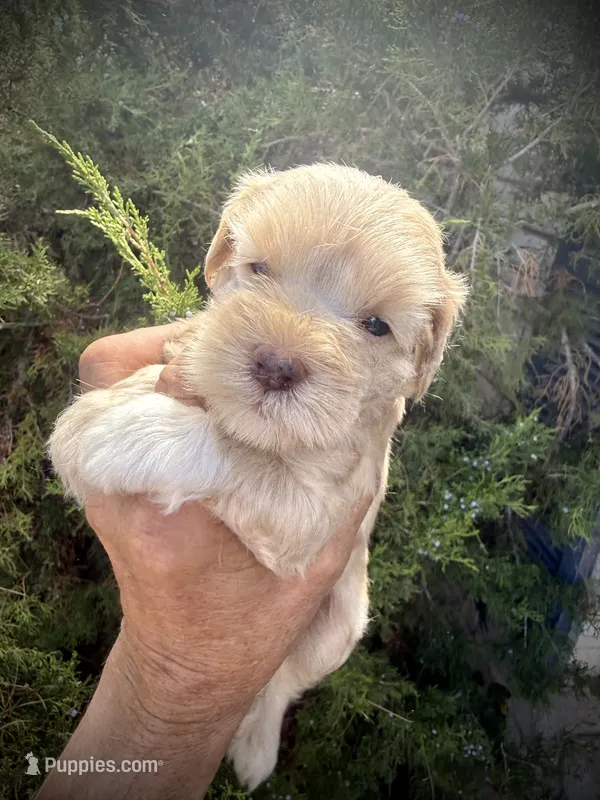 Wheaten Girl – Miniature Schnauzer puppy for sale in Albuquerque, NM