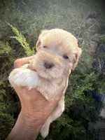 Wheaten Girl, a female Miniature Schnauzer for sale in Albuquerque, NM – 1 of 2
