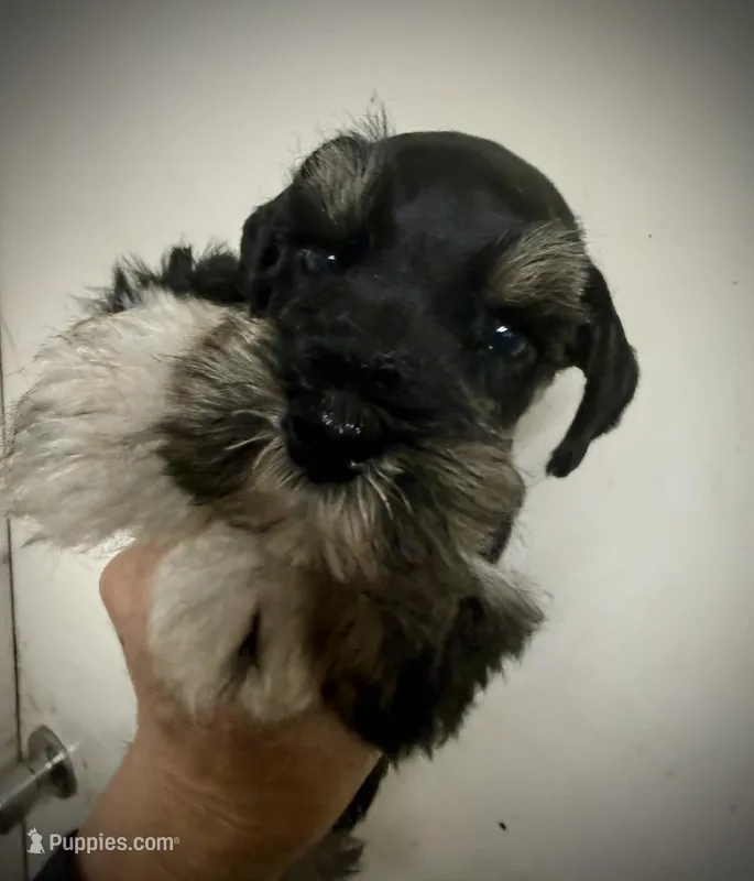 Pandas Bamboo – Miniature Schnauzer puppy for sale in Albuquerque, NM