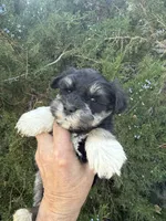 Pandas Bamboo, a male Miniature Schnauzer for sale in Albuquerque, NM – Photo 2 of 4