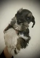 Pandas Bamboo, a male Miniature Schnauzer for sale in Albuquerque, NM – Photo 3 of 4
