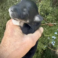 Pandas Bamboo, a male Miniature Schnauzer for sale in Albuquerque, NM – Photo 1 of 4