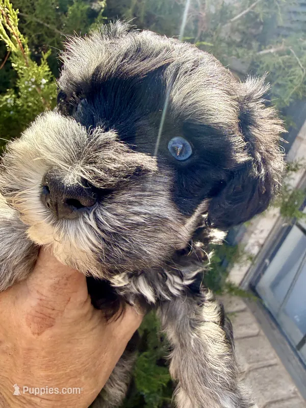 Blue eye male – Miniature Schnauzer puppy for sale in Albuquerque, NM