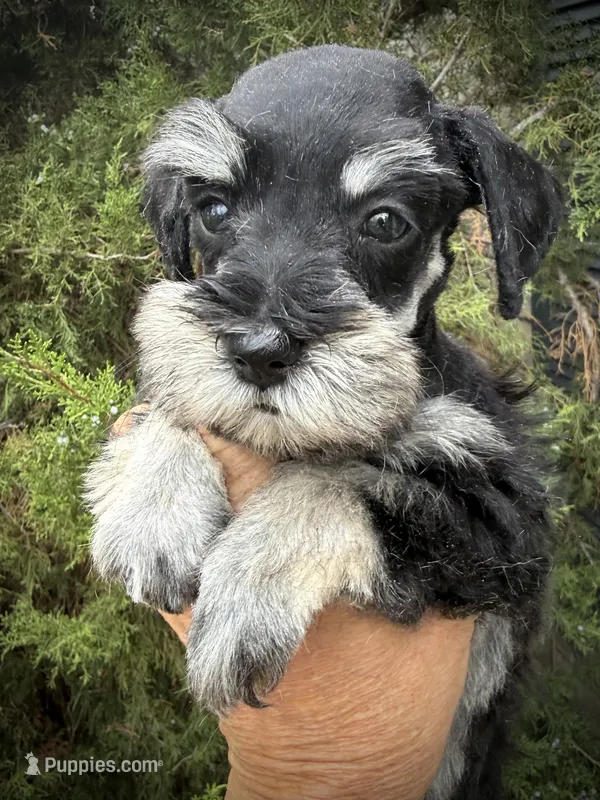 Phantom Girl (AKC Registered) – Miniature Schnauzer puppy for sale in Albuquerque, NM