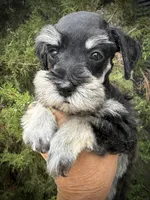 Phantom Girl (AKC Registered), a female Miniature Schnauzer for sale in Albuquerque, NM – 1 of 3