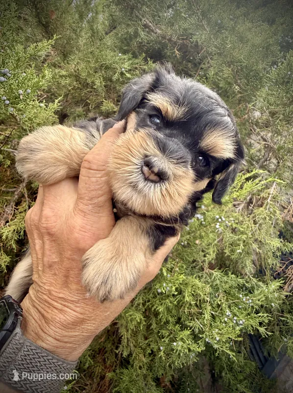 Phantom girl – Miniature Schnauzer puppy for sale in Albuquerque, NM