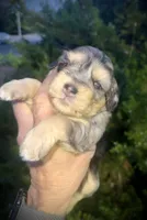 Merle Girl, a female Miniature Schnauzer for sale in Albuquerque, NM – 2 of 5