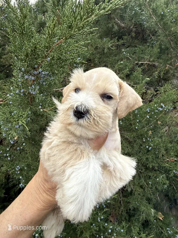 Wheaton Sonshine – Miniature Schnauzer puppy for sale in Albuquerque, NM