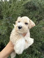 Wheaton Sonshine, a male Miniature Schnauzer for sale in Albuquerque, NM – Photo 1 of 2