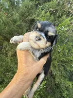 2face boy, a male Miniature Schnauzer for sale in Albuquerque, NM – Photo 2 of 7