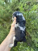 2face boy, a male Miniature Schnauzer for sale in Albuquerque, NM – Photo 6 of 7